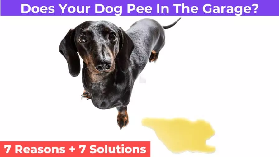 dog urinated on the floor