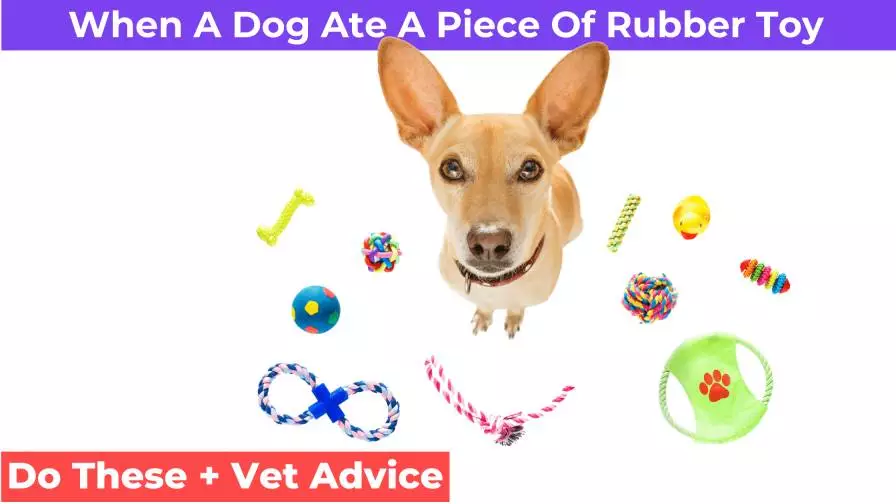 a dog with toys