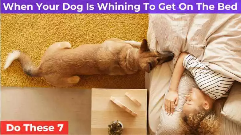 Dog Is Whining To Get On The Bed