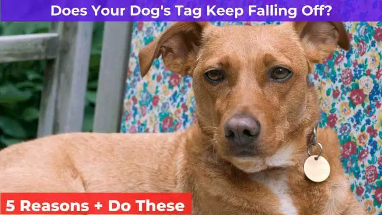 dogis tag keep falling off