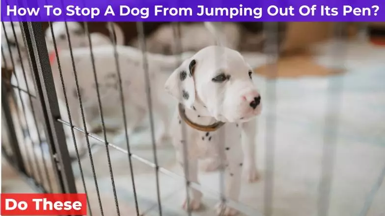 How To Stop A Dog From Jumping Out Of Its Pen [Do This]