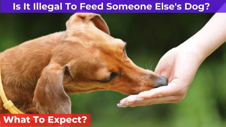 handfeeding to a dog