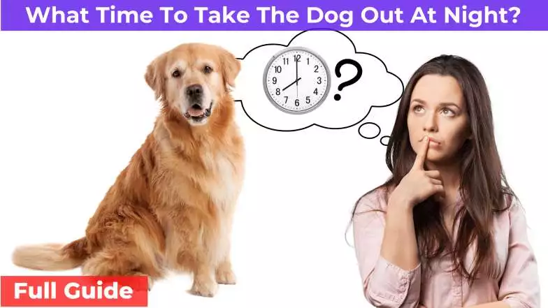 What Time To Take The Dog Out At Night