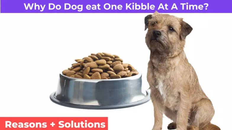 dog eating one kibble at a time