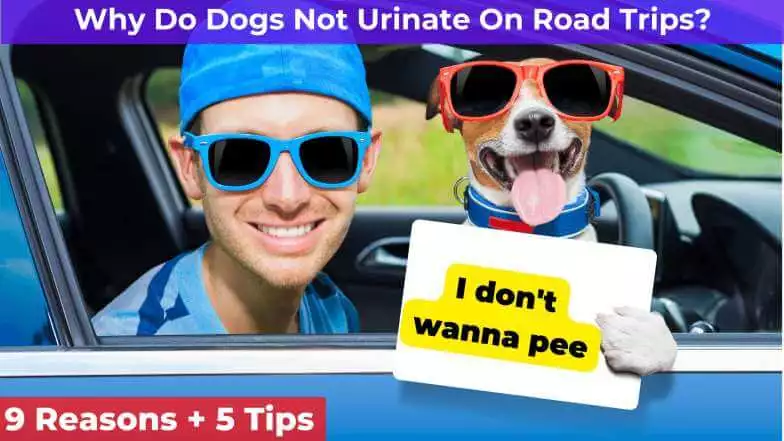 dog and man in a car