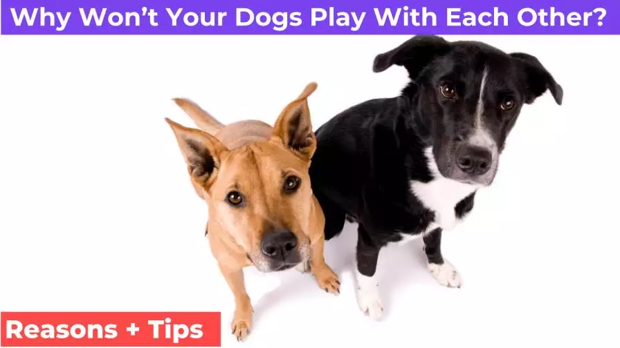 two dogs stay close