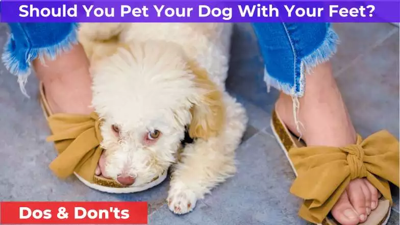 petting the dog with feet