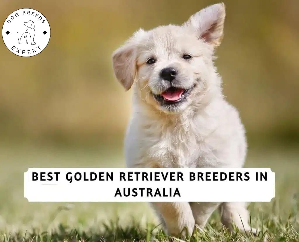 Best Golden Retriever Breeders in Australia