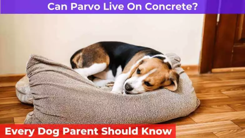parvo infected dog