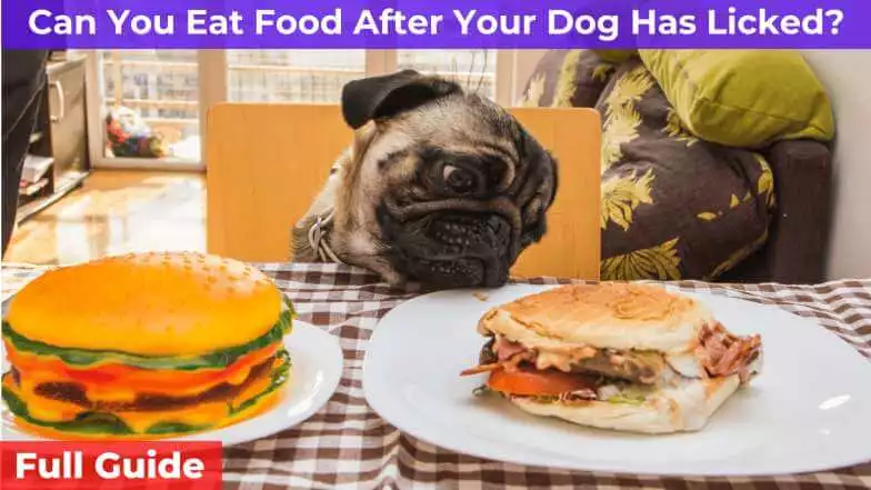dog eat from counter