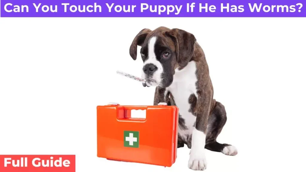 sick dog