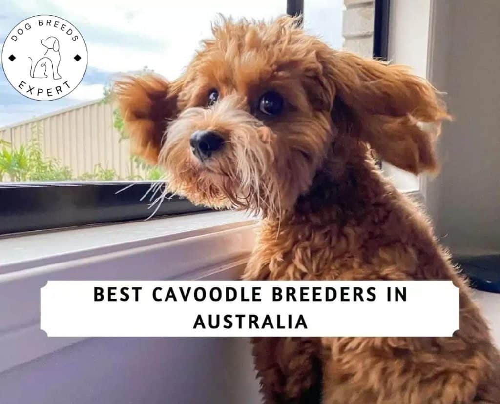 Cavoodle Breeders in Australia