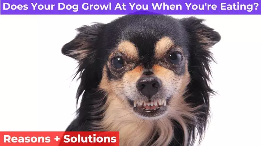 dog growls
