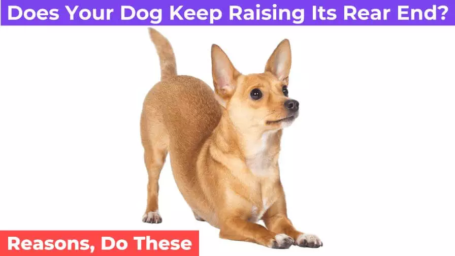 Dog Keep Raising Its Rear End
