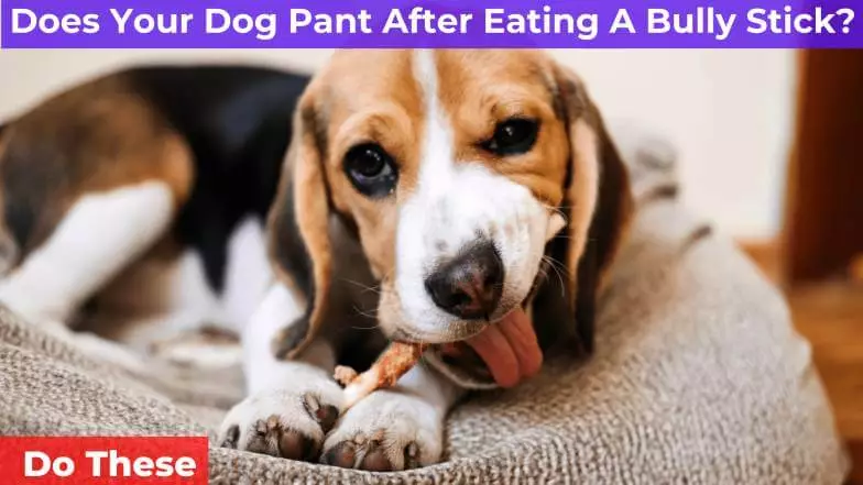 dog eating bully stick