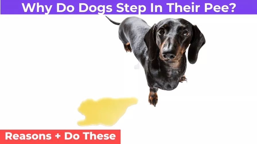 Dogs Step In Their Pee