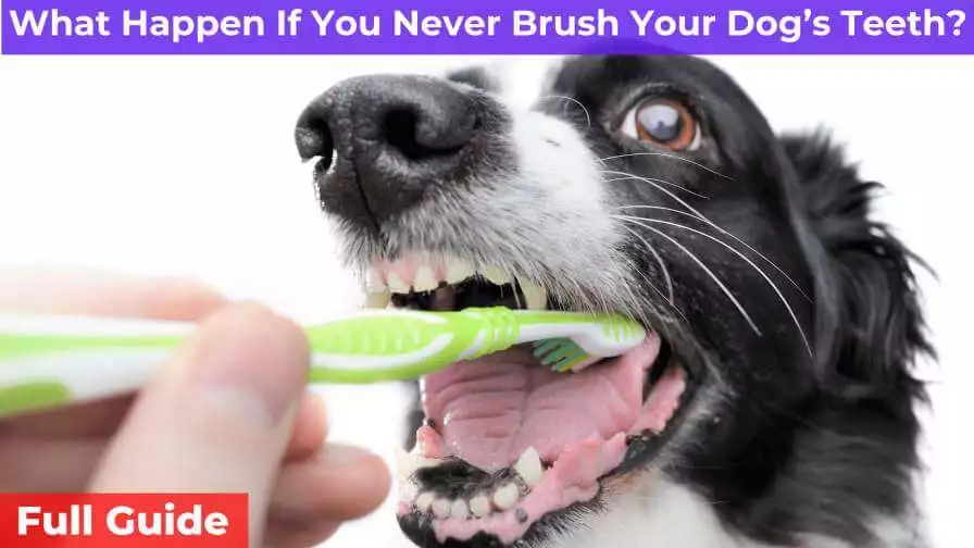 brushhing dog teeth