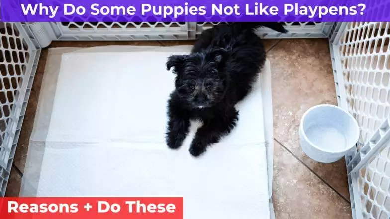 puppy in the playpen