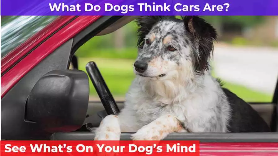 dog siting inside car