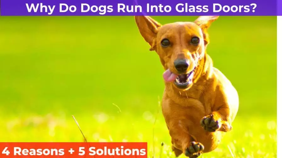 running dog