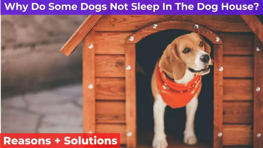 dog in the dog house