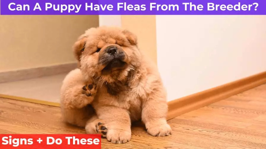 Can You Touch Your Puppy If He Has Worms