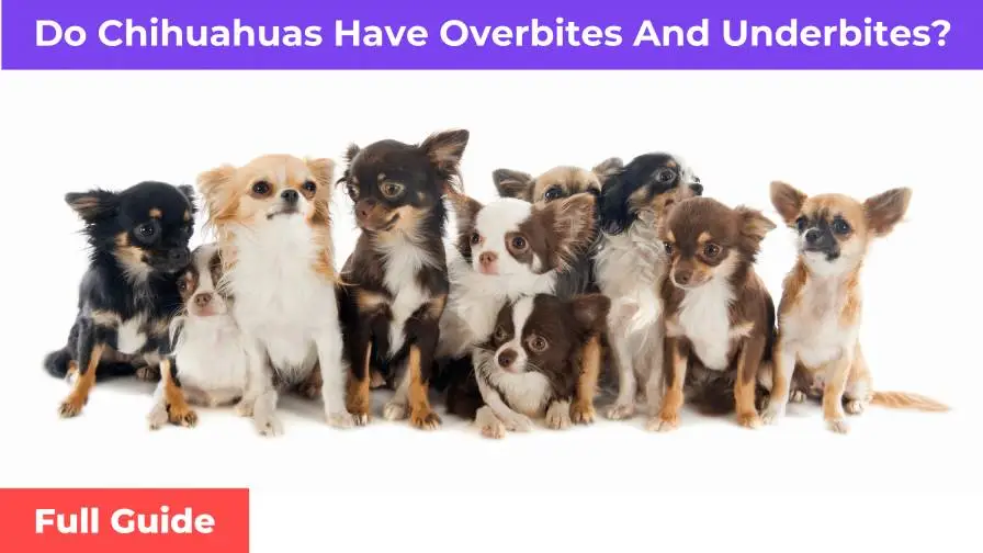 Chihuahuas