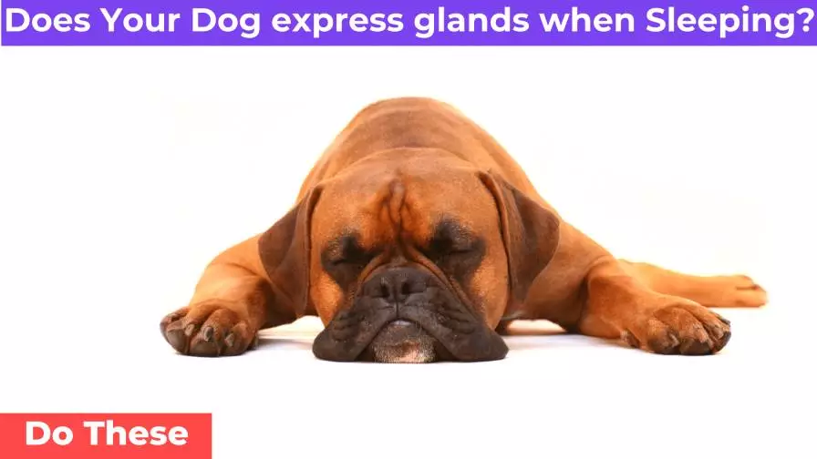 Does Your Dog Express Anal Glands When Sleeping? [Do This]