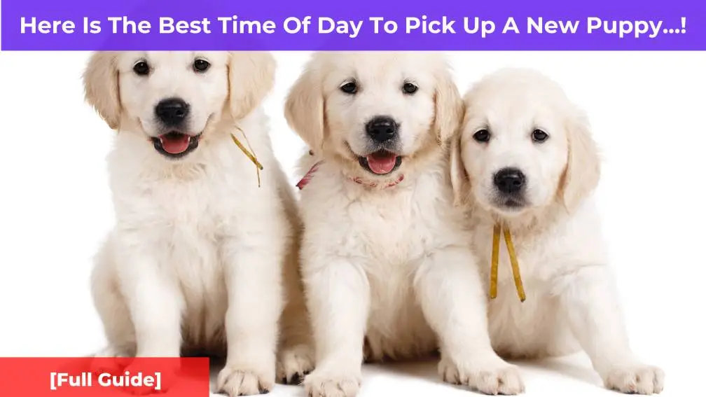 Here Is The Best Time Of Day To Pick Up A New Puppy
