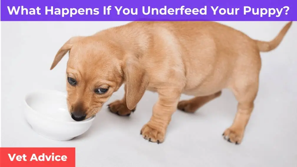 puppy with a food bowl