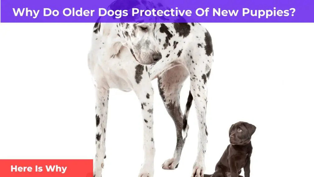 Why Are Older Dogs Protective Of New Puppies? [Here Is Why]