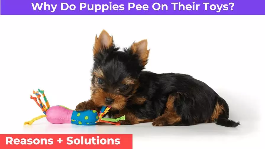 Why Do Puppies Pee On Their Toys? [Reasons + Solutions]