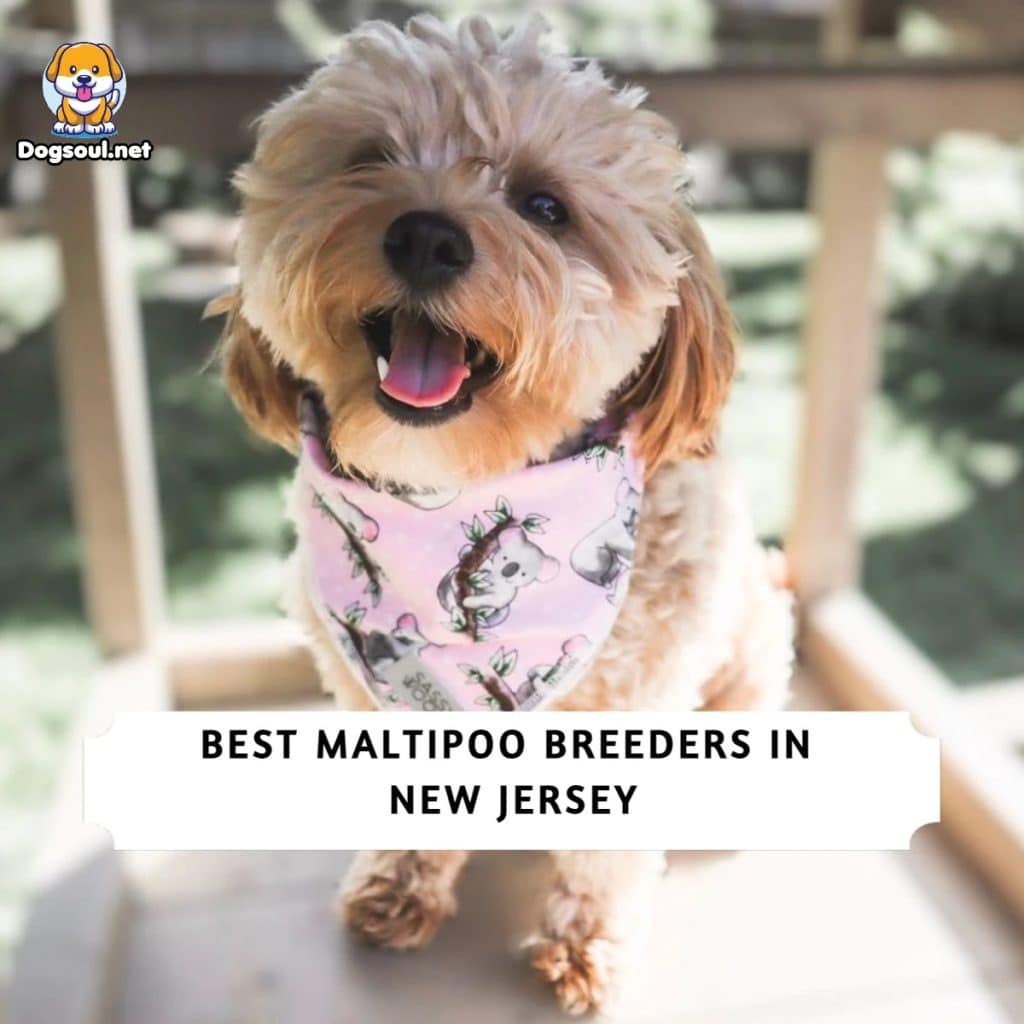 Maltipoo Breeders in New Jersey