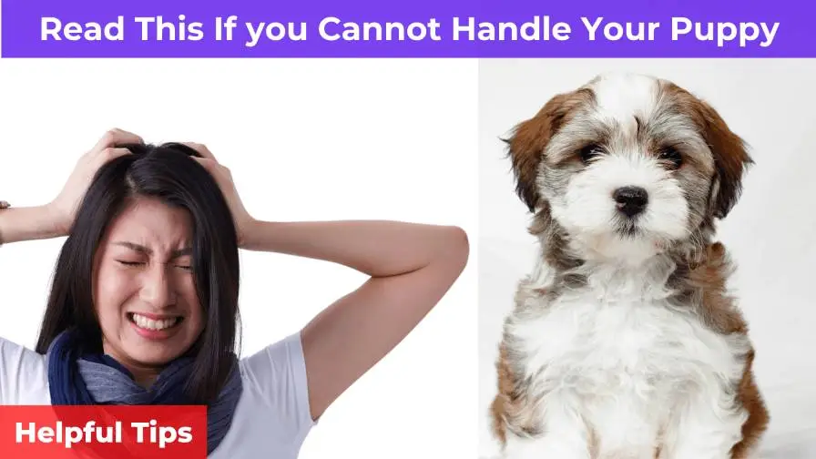 Read This If you Cannot Handle Your Puppy [Helpful Tips]