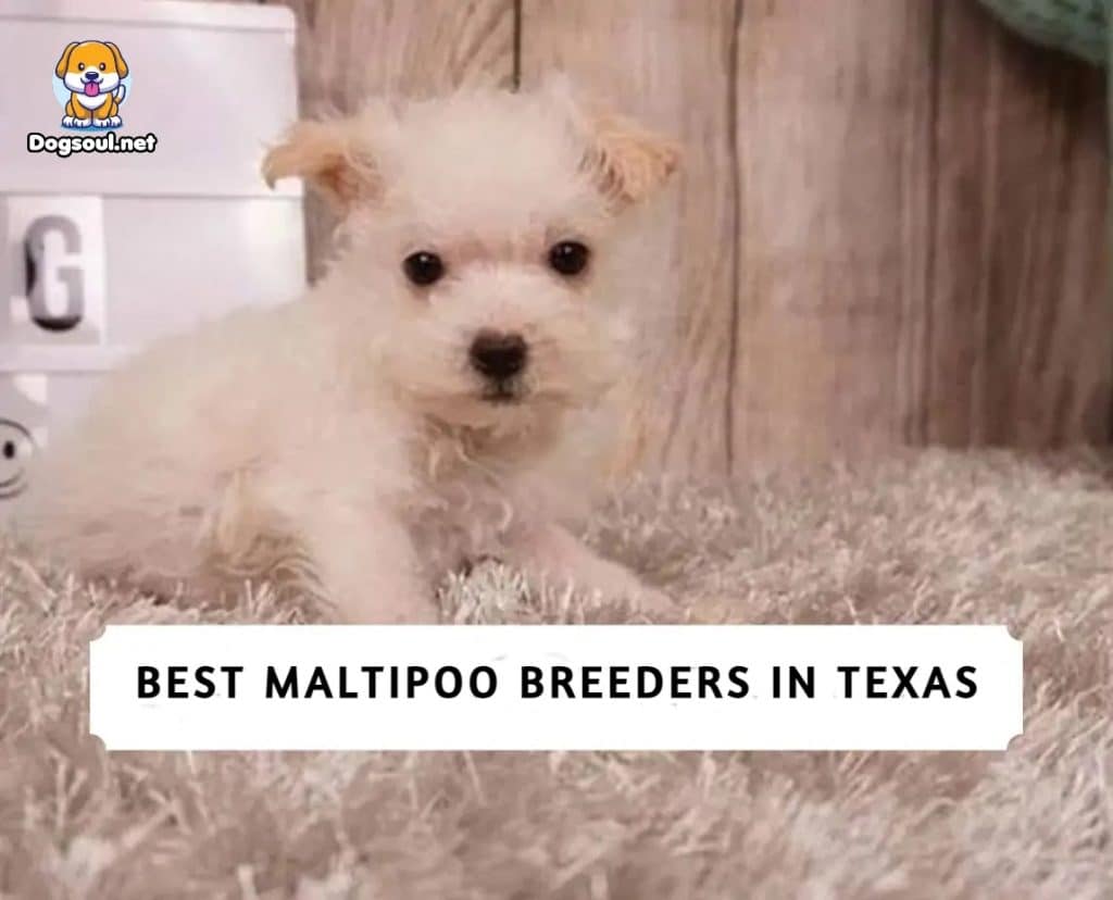 Maltipoo Breeders in Texas
