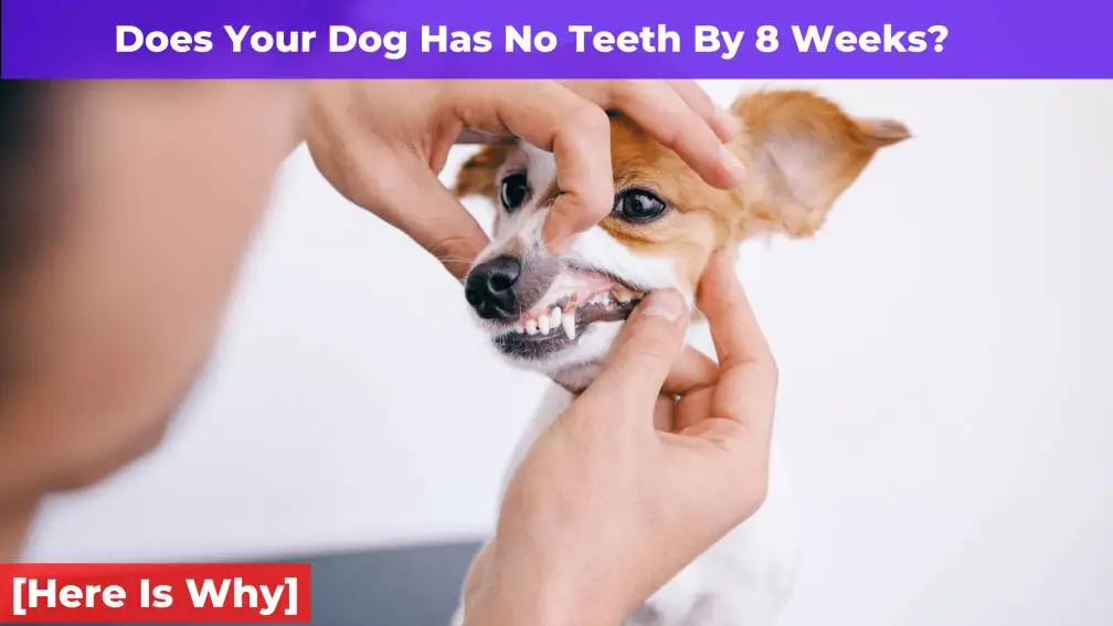 Does Your Dog Have No Teeth By 8 Weeks? [Here Is Why]