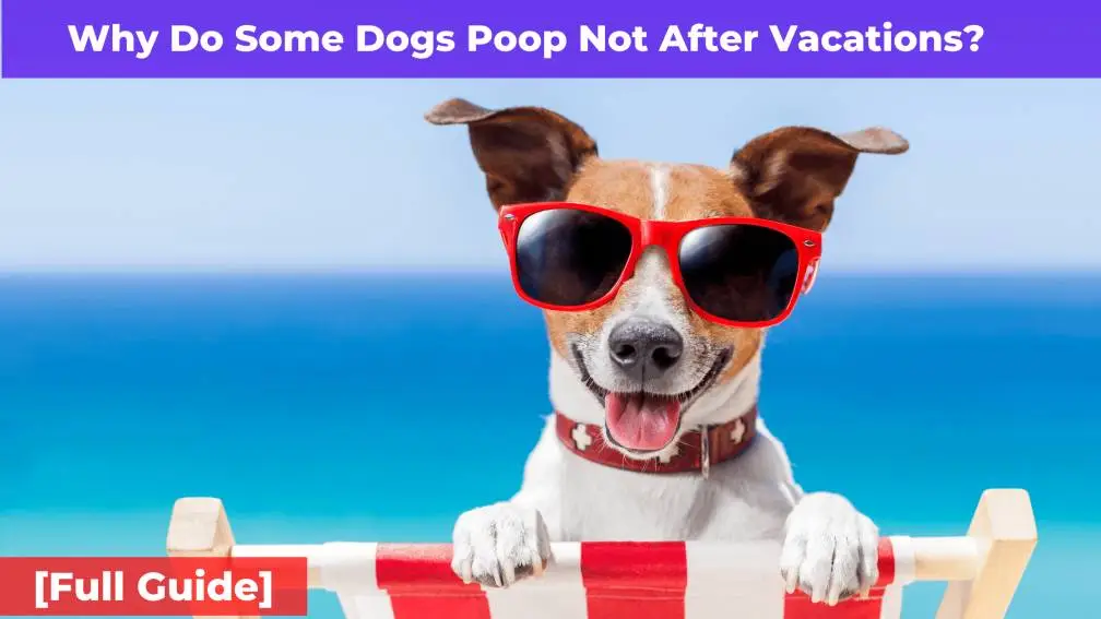 Why Do Some Dogs Not Poop After Vacations? [Full Guide]