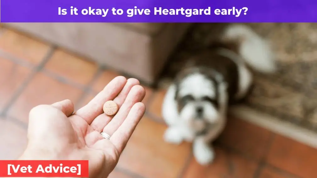 Is It Okay To Give Heartgard Early? [Vet Advice]