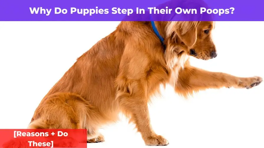 Why Do Puppies Step In Their Own Poop? [Reasons + Do This]