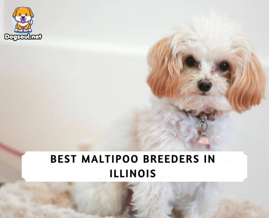 Maltipoo Breeders in Illinois