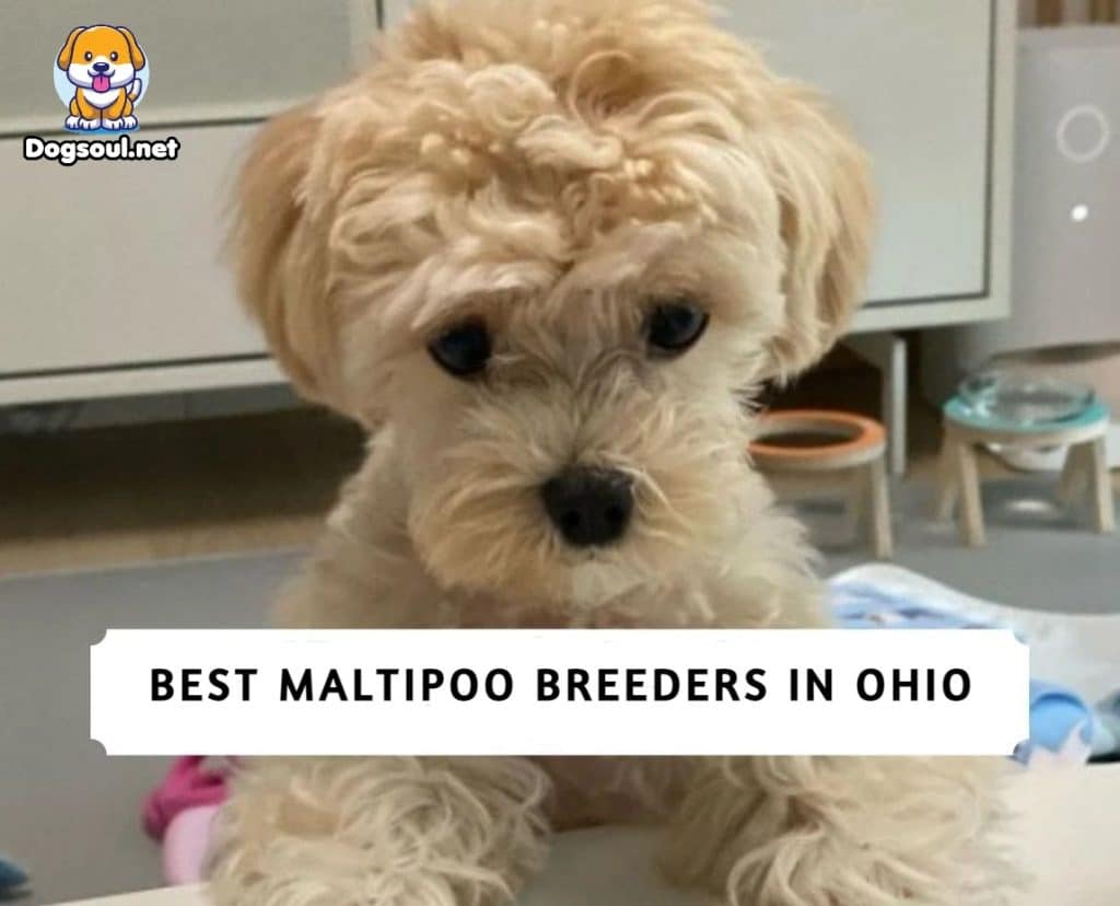 Maltipoo Breeders in Ohio