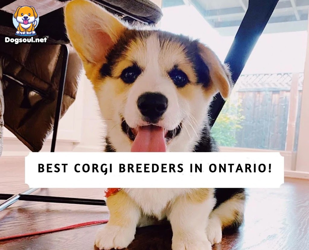 The 4 Best Corgi Breeders in Ontario! (2025)