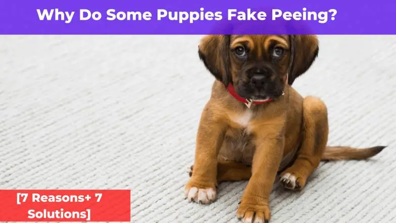 Why Do Some Puppies Fake Peeing? [7 Reasons + 7 Solutions]