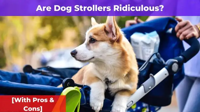 Are Dog Strollers Ridiculous? [With Pros & Cons]