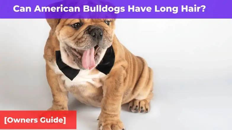 Can American Bulldogs Have Long Hair? [Owner’s Guide]