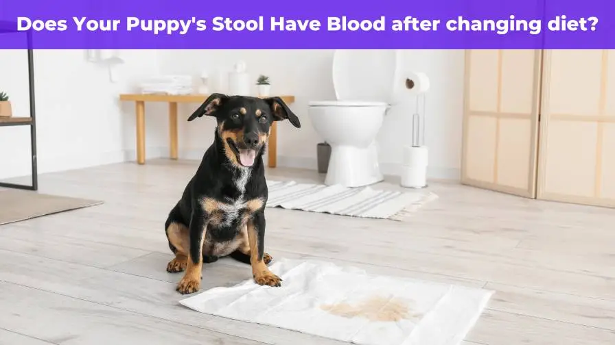 Does Your Puppy’s Stool Have Blood In It After Changing Diet?