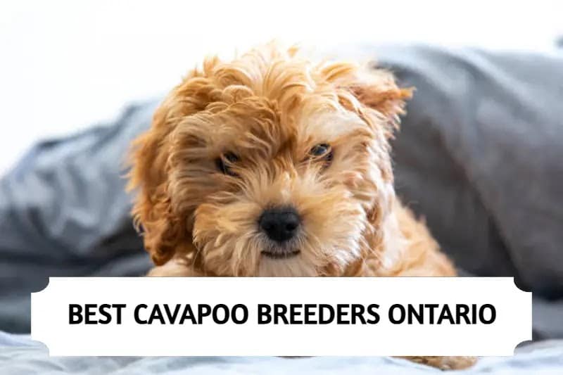cavapoo breeders ontario