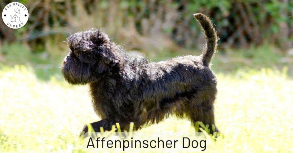 Affenpinscher Dog in grass