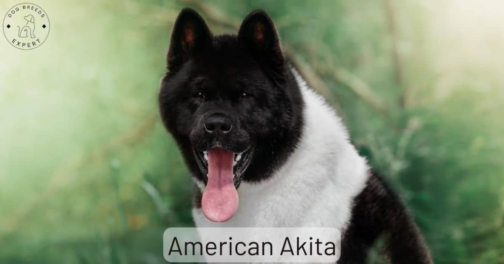 The American Akita Dog Breed – Full Information and Advice