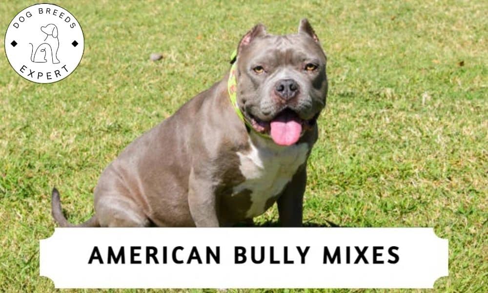American Bully Mixes
